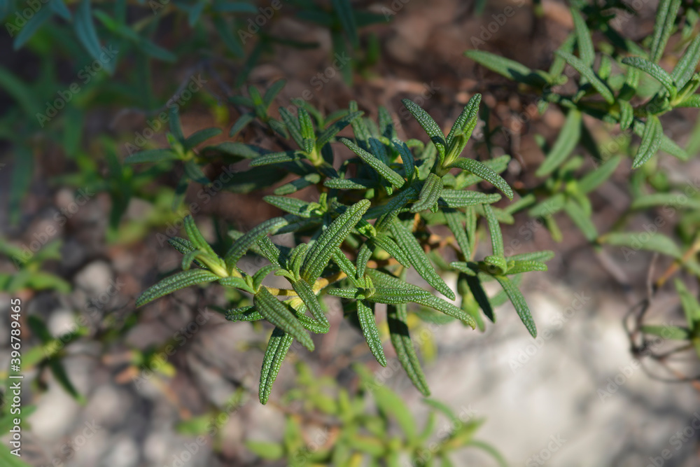 Narrow-leaved cistus
