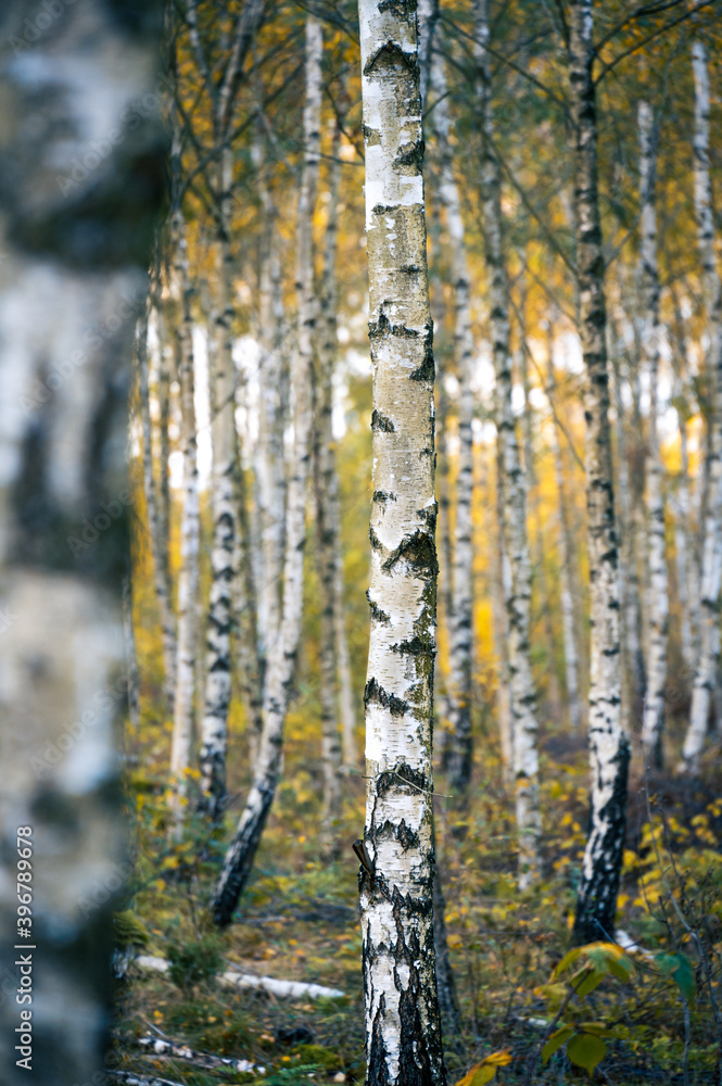 Obraz premium Details of silver birch tree trunks in a forest during autumn in southern Sweden