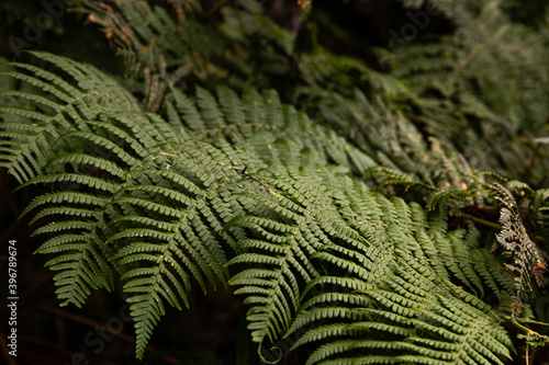 Close up of a fern leaf in the forest, Tenerife