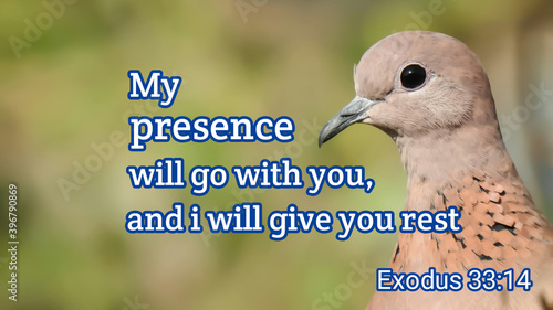 Obraz na plátně Inspirational and positive bible verse with dove bird on nature background