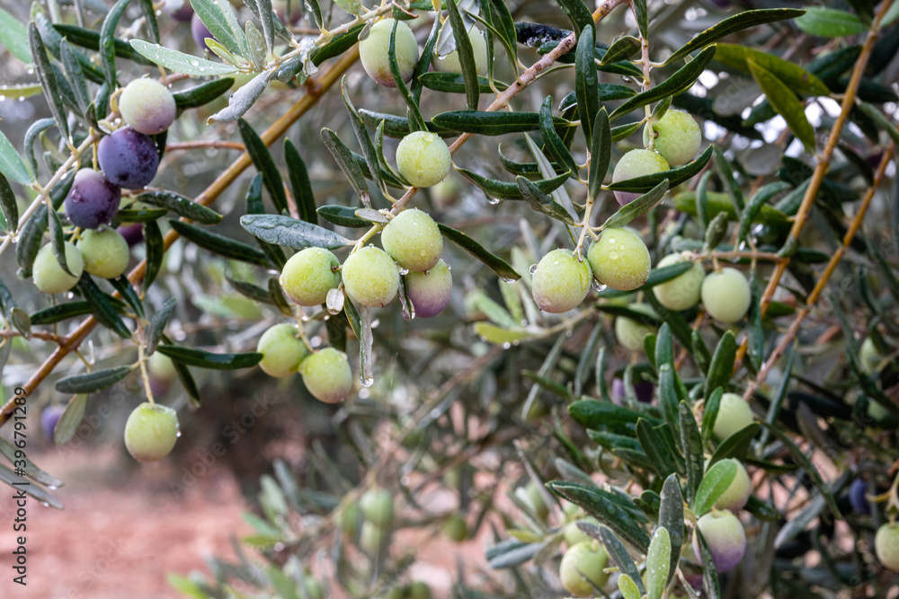 olives on olive tree drop of water
