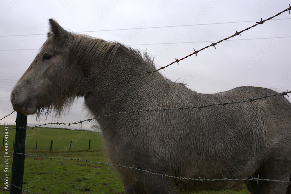horse in the field