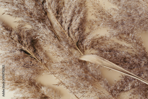 Dry pampas grass reeds agains on beige background. Beautiful pattern with neutral colors. Minimal, stylish, monochrome concept. Flat lay, top view, copy space. Set sail champagne trend color 2021