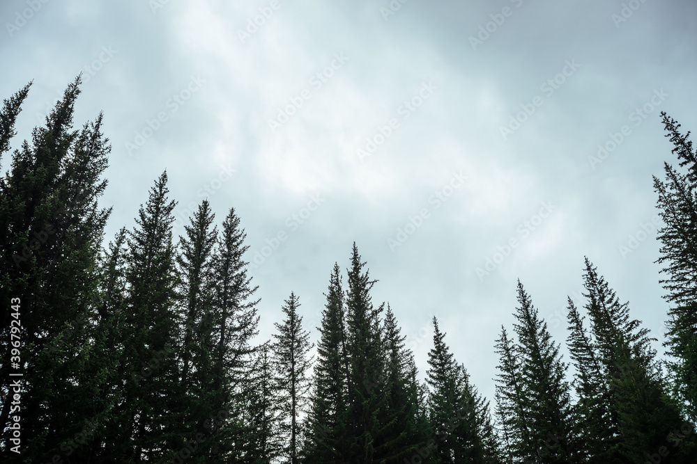 Silhouettes of fir tops on cloudy sky background. Atmospheric minimal forest scenery. Tops of green conifer trees against gray overcast sky. Nature backdrop with firs and sky. Woody mystery landscape.