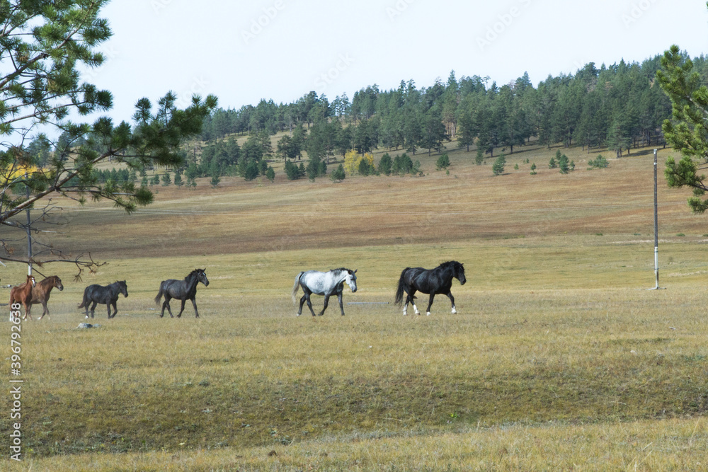 School of horses in the pasture led by the leader School of horses in the pasture led by the leader