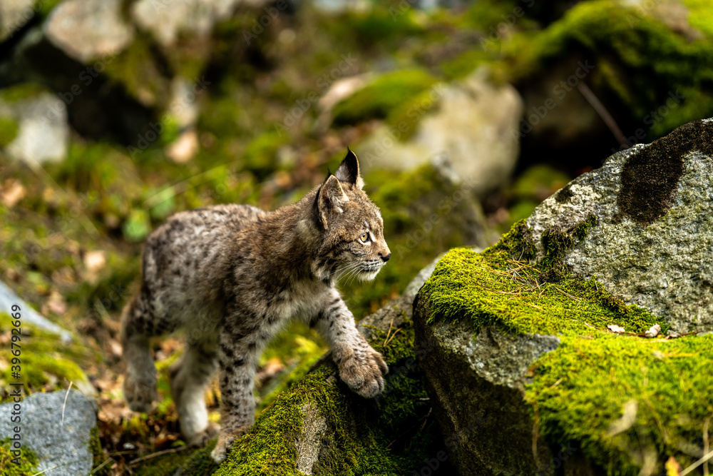 Obraz premium Lynx in green forest with tree trunk. Wildlife scene from nature. Playing Eurasian lynx, animal behaviour in habitat. Wild cat from Germany. Wild Bobcat between the trees