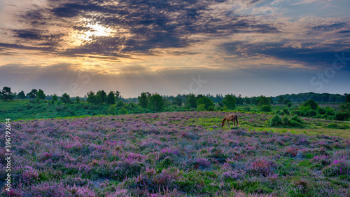 Foto Sunrise and heather with a grazing pony on Rockford Common, New Forest