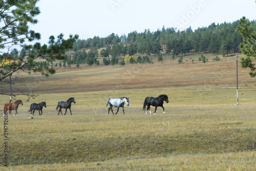 School of horses in the pasture led by the leader