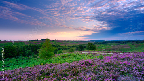 Sunrise and heather on Rockford Common, New Forest