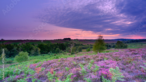 Sunrise and heather on Rockford Common, New Forest photo