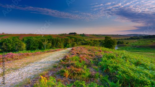 Quadro em tela Sunrise and heather on Rockford Common, New Forest