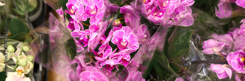 phalaenopsis mini orchid flowers in full bloom vibrant pink and white colors close up on store of flowers. banner