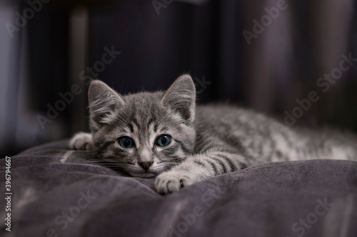 Little gray kitten lies on a gray pillow. Cute gray kitten on a gray background. Soft focus.