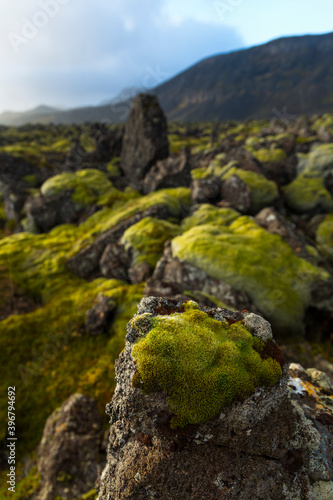 Lava fields, Reykjanes Peninsula, Southern Iceland, Iceland, Europe