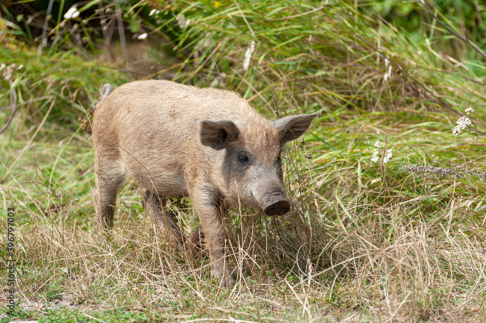 Little dirty wild pig in the forest. Little dirty wild pig in the forest.