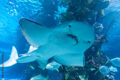 Shark ray ( latin name Rhina ancylostoma ) .