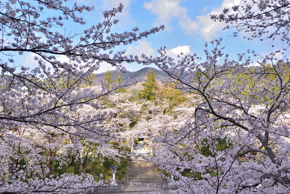 弥彦に咲き誇る桜