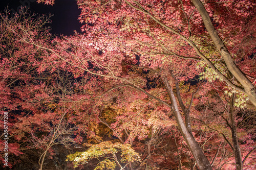 秋の日本庭園風景【夜景・ライトアップ】 © Kazuhito Hiramatsu