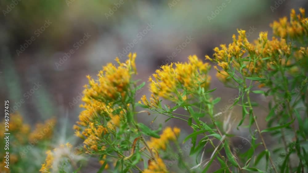 CU Close up of yellow flowers