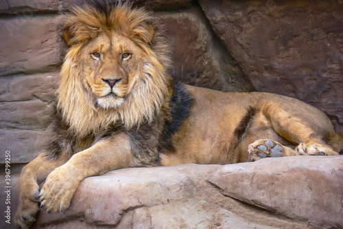 A portrait of a posing lion