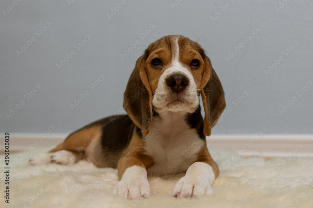 Beagle puppy in the house room