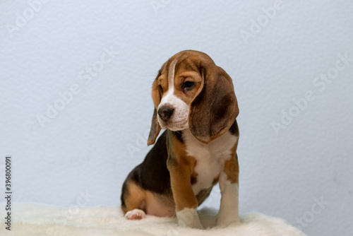 Fototapeta Naklejka Na Ścianę i Meble -  Beagle puppy in the house room