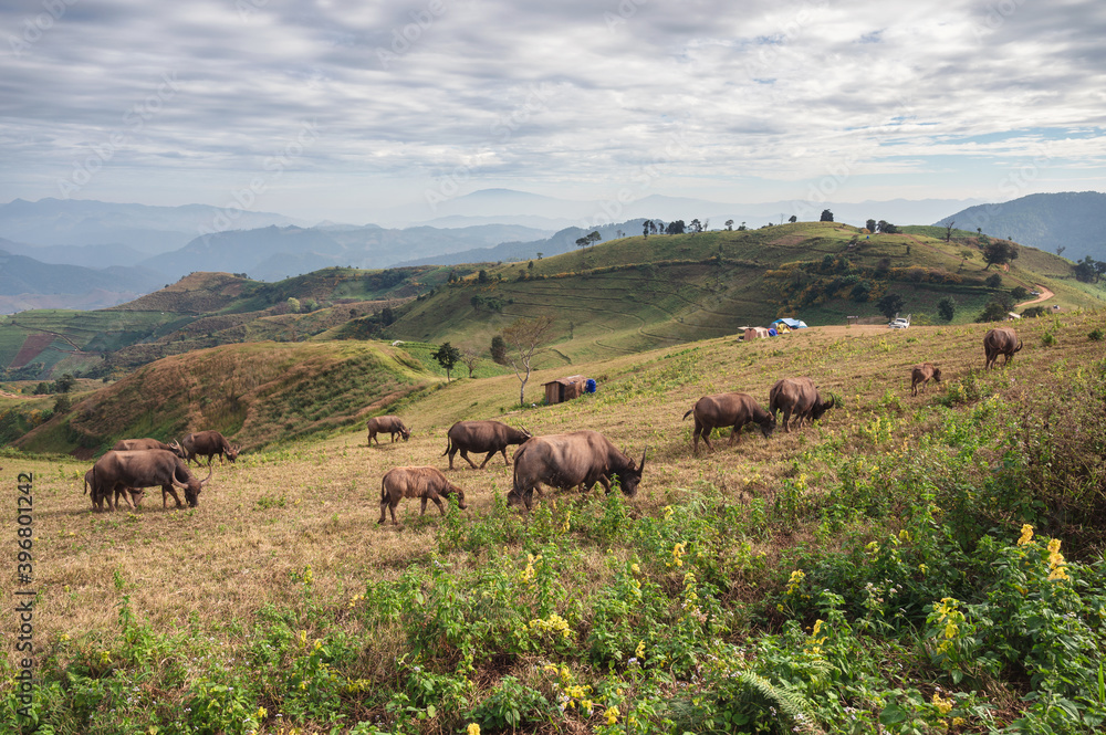 Herd of buffalo grazing on hill and tourists camping in national park Herd of buffalo grazing on hill and tourists camping in national park