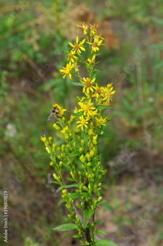 Goldenrod (lat. Solidago virgaurea). The bee collects nectar