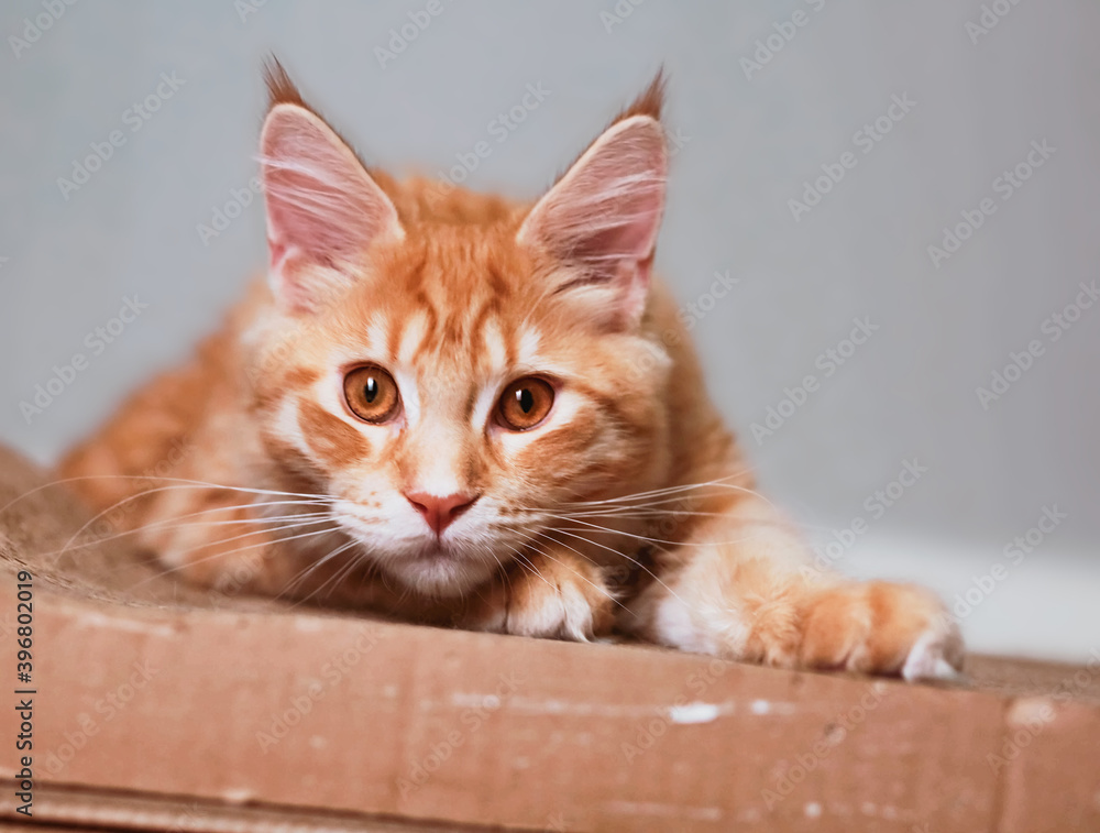 Beautiful red solid maine coon kitten looking playful and funny. Closeup Beautiful red solid maine coon kitten looking playful and funny. Closeup