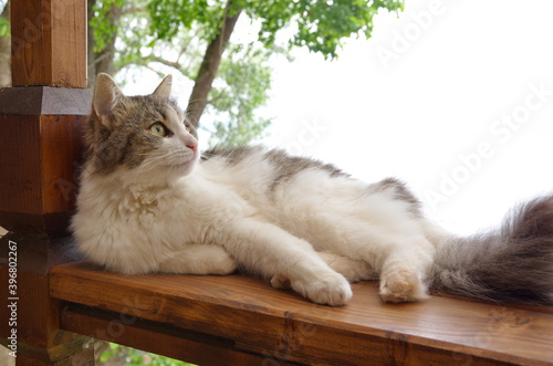 Long-haired gray-white cat resting outdoors