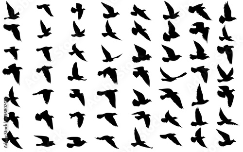 Flying birds silhouettes on isolated background. Vector illustration. isolated bird flying. tattoo and wallpaper background design. sky and cloud with fly bird. color shade palette.