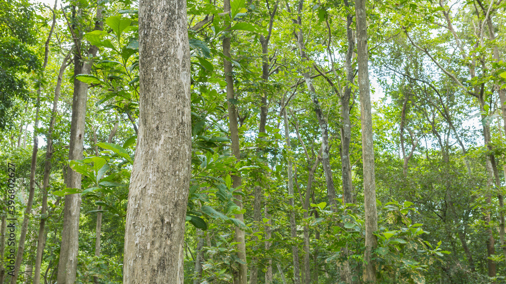 Obraz premium Teak tree in the forest with blurred background.Selective focus 