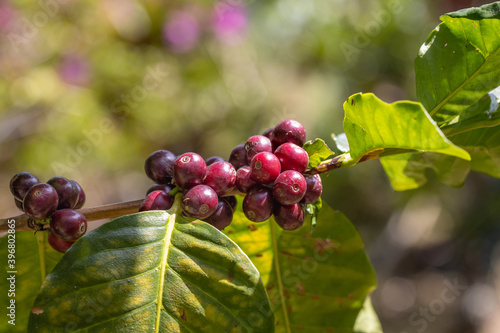 Arabicas coffee beans ripening on tree in North of thailand photo