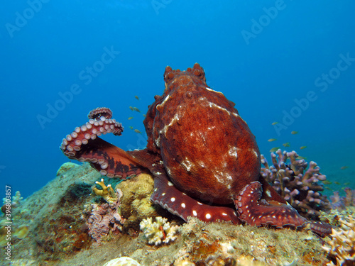 A Reef octopus Octopus cyanea on top of a coral pinnacle