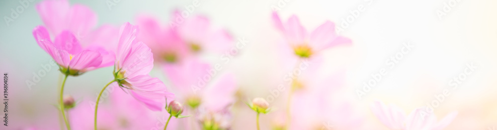 Nature of cosmos flower in garden using as cover page background natural flora wallpaper or template brochure landing page design