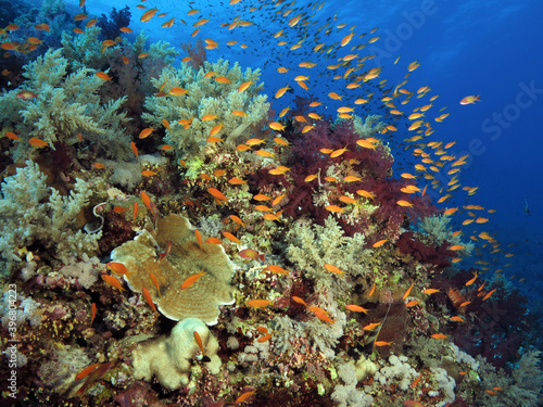 A school of Lyretail anthias Pseudanthias squamipinnis  photo