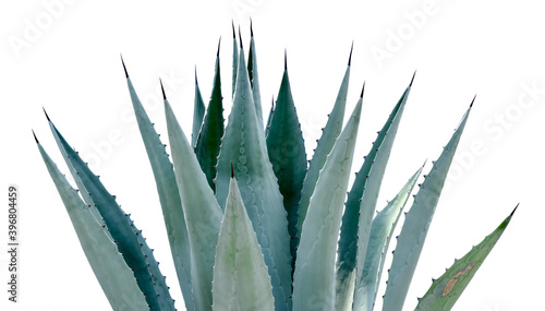 Agave desmettiana 'Variegata', Variegated Smooth Agave Plant Isolated on White Background