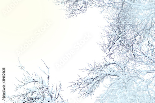 tree branches with snow