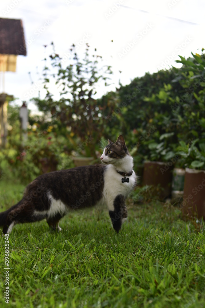 Obraz premium Gata tricolor bajo el sol