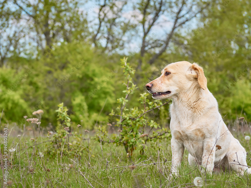 Village dog on the field.