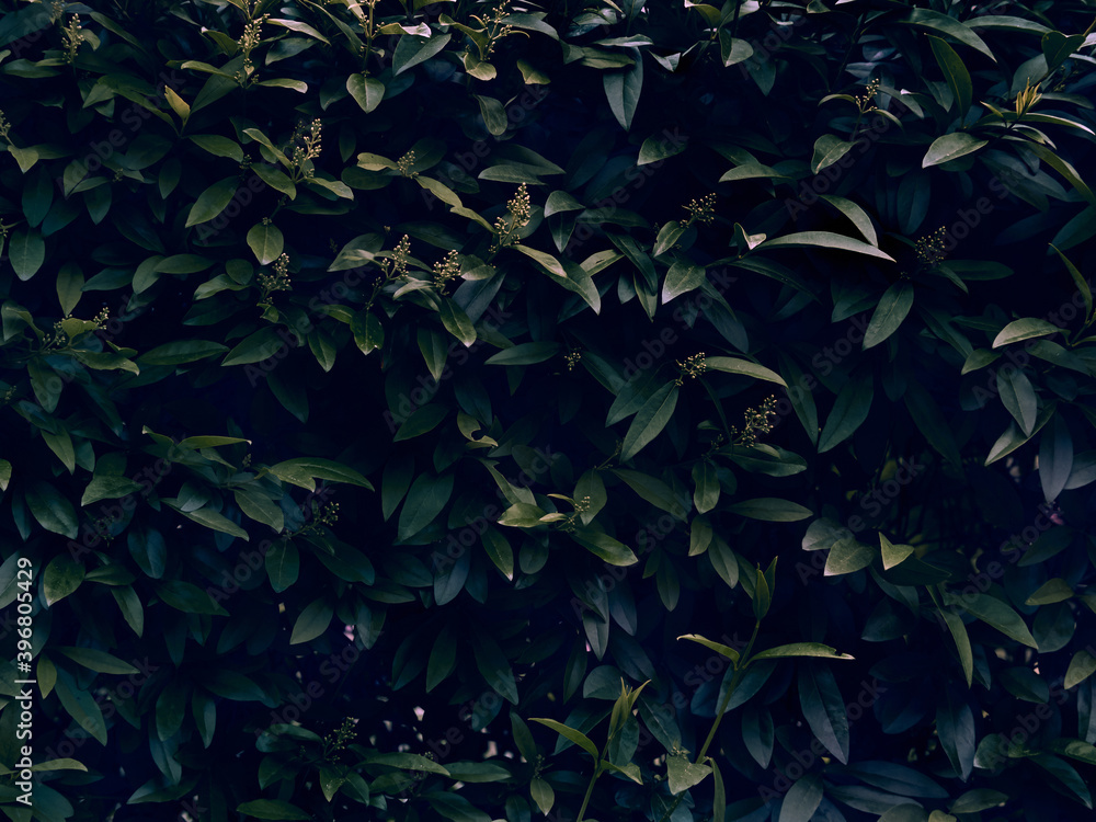 Background of dark green leaves. Background of dark green leaves.