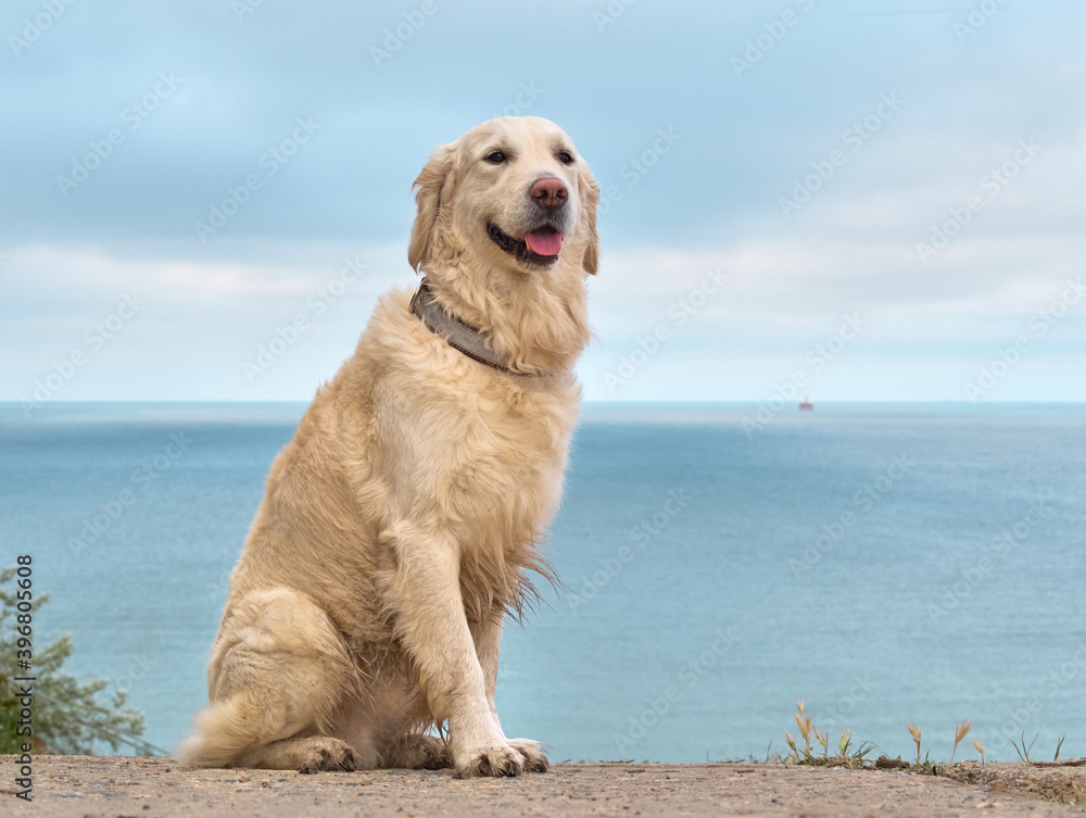 White golden labrador retriever dog on the beach White golden labrador retriever dog on the beach