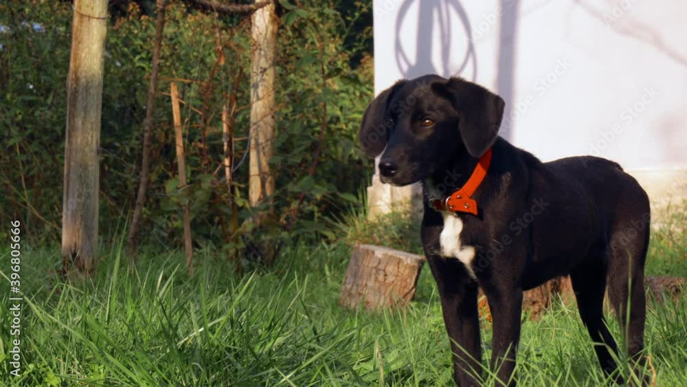 Black little puppy playing at backyard, looking camera with excitement. Funny black dog with a red leash in garden during golden hour. Black little puppy playing at backyard, looking camera with excitement. Funny black dog with a red leash in garden during golden hour.