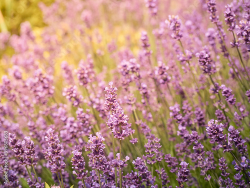 Soft focus on lavender flowers.