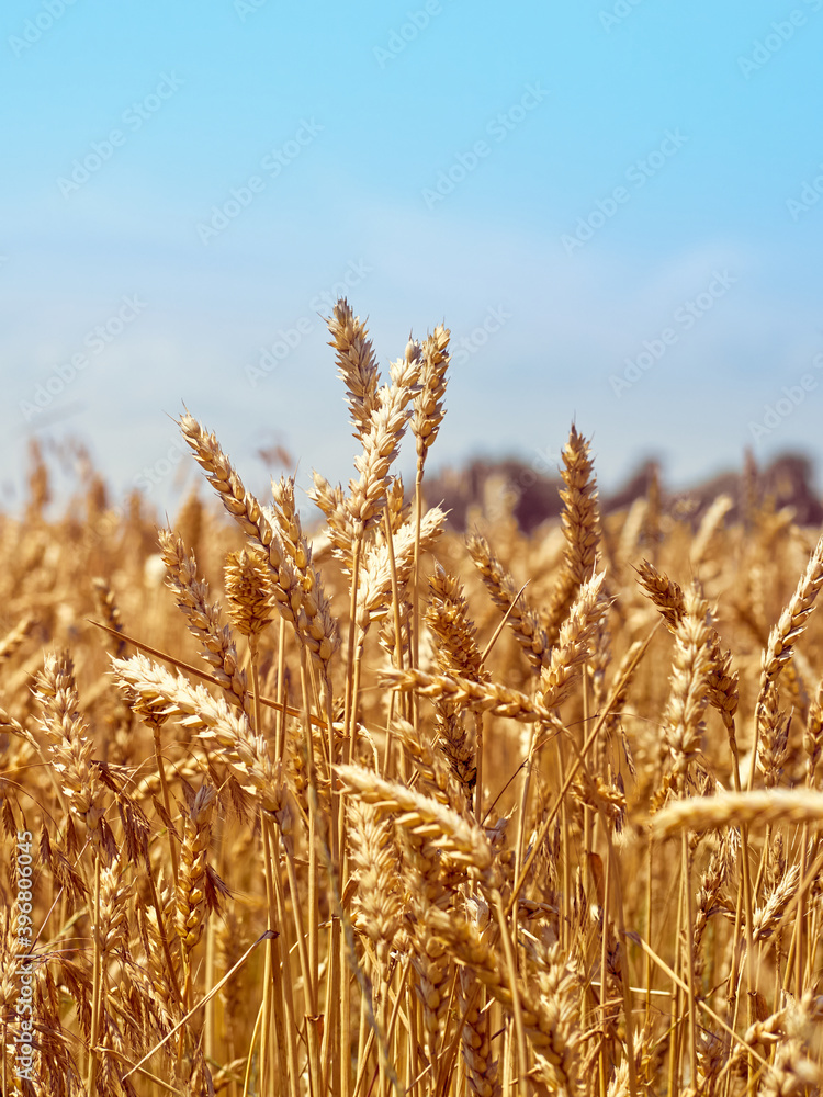 Golden ripe ears of wheat. Golden ripe ears of wheat.