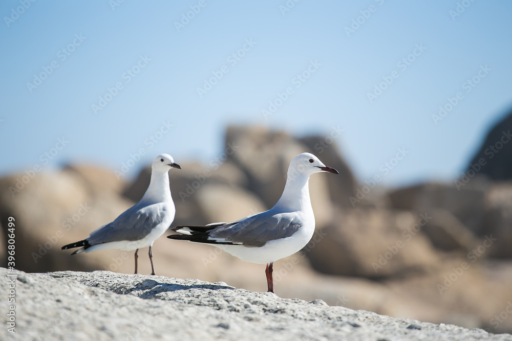 Obraz premium Seagulls sitting on a rock on a beach in Cape Town South Africa