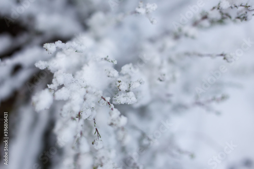Close up image of branches covered in fresh snow near Ceres in the Western Cape of South Africa