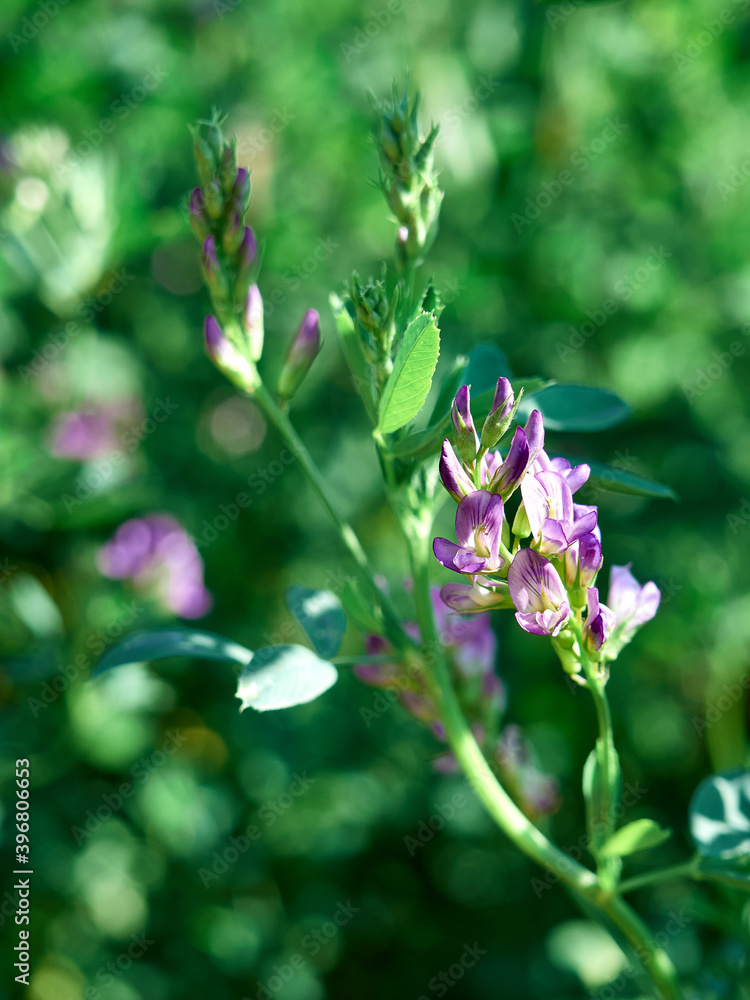 Flowers of alfalfa in the field. Medicago sativa. Flowers of alfalfa in the field. Medicago sativa.