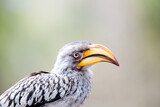 Close up view of a Southern Yellow-billed Hornbill (Tockus leucomelas) in the Kruger National Park of South Africa