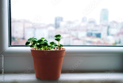 Plant view at a window still city scape at background. Home planting at city. 